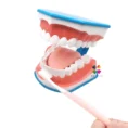 iDENTical Big Brushing Model With Tongue For Patient Education MD-101