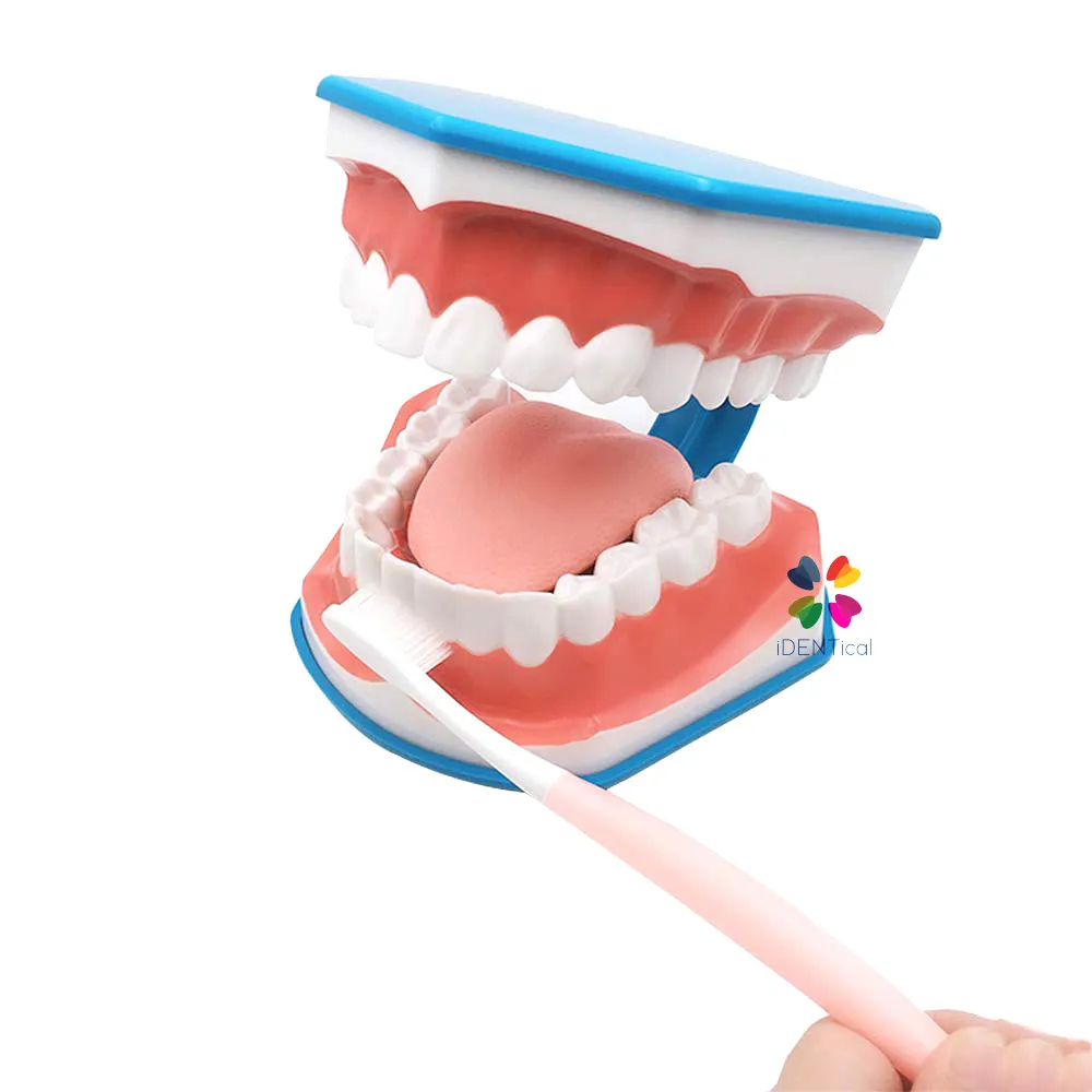 iDENTical Big Brushing Model With Tongue For Patient Education MD-101 iDENTical Big Brushing Model With Tongue For Patient Education MD-101