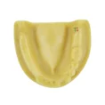 iDENTical Mandibular Model M2028