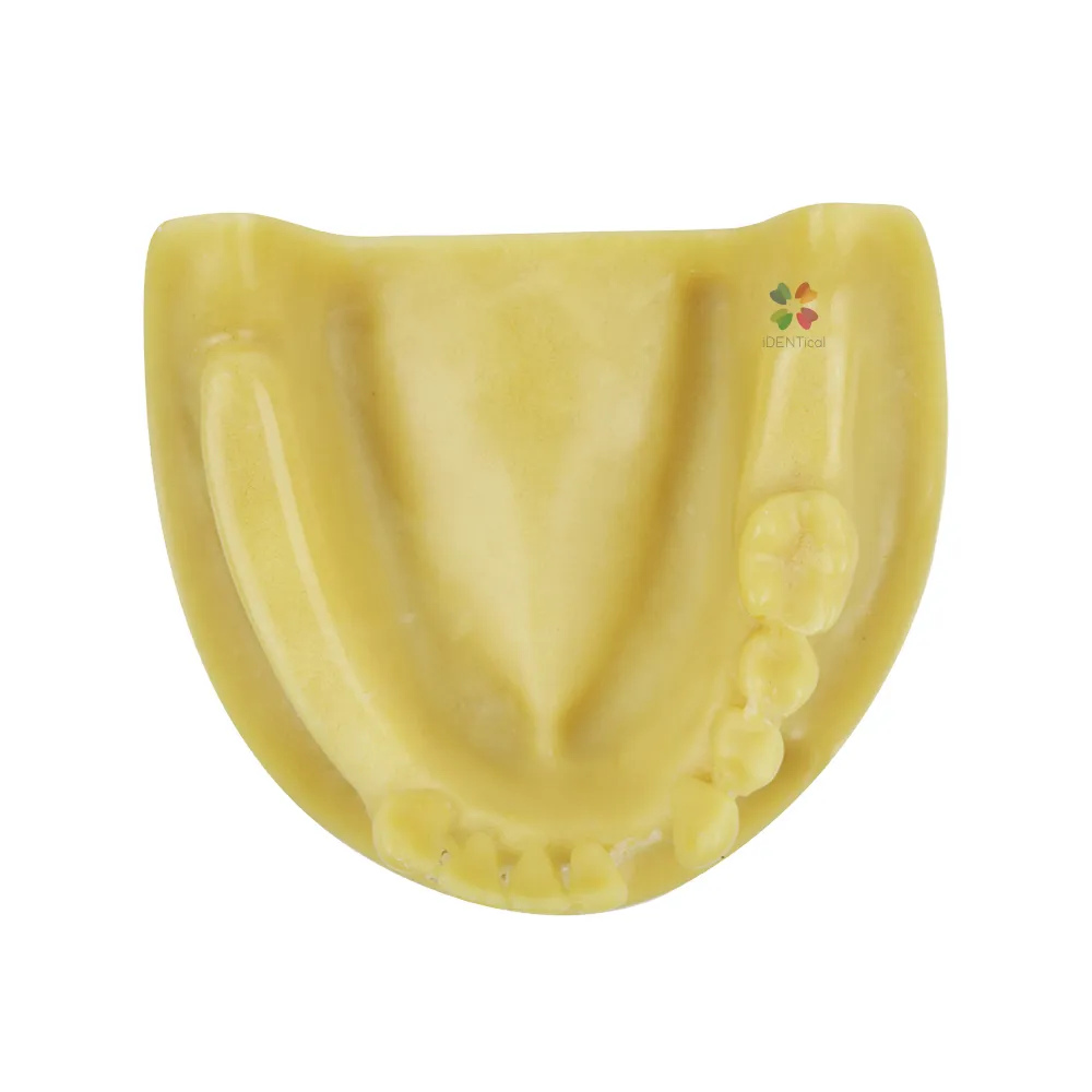 iDENTical Mandibular Model M2028 iDENTical Mandibular Model M2028