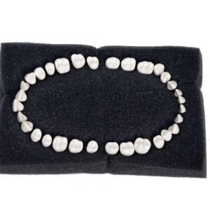 API Typodont Teeth Set with Screw