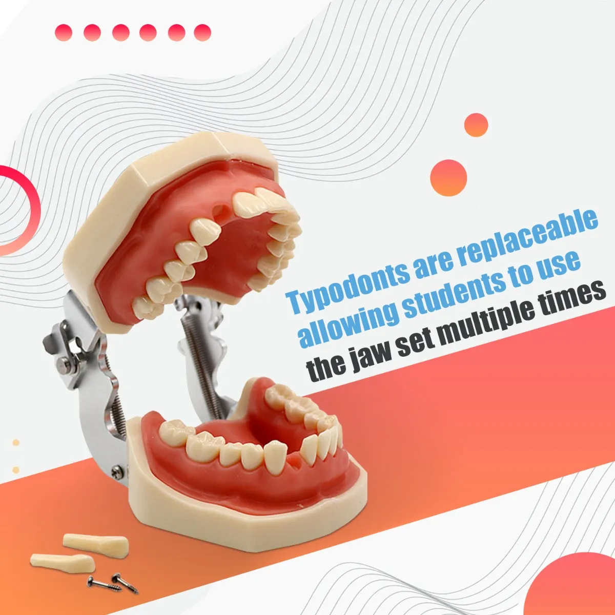 iDENTical Nissin Type Typodont Jaw Set M8011 iDENTical Nissin Type Typodont Jaw Set M8011