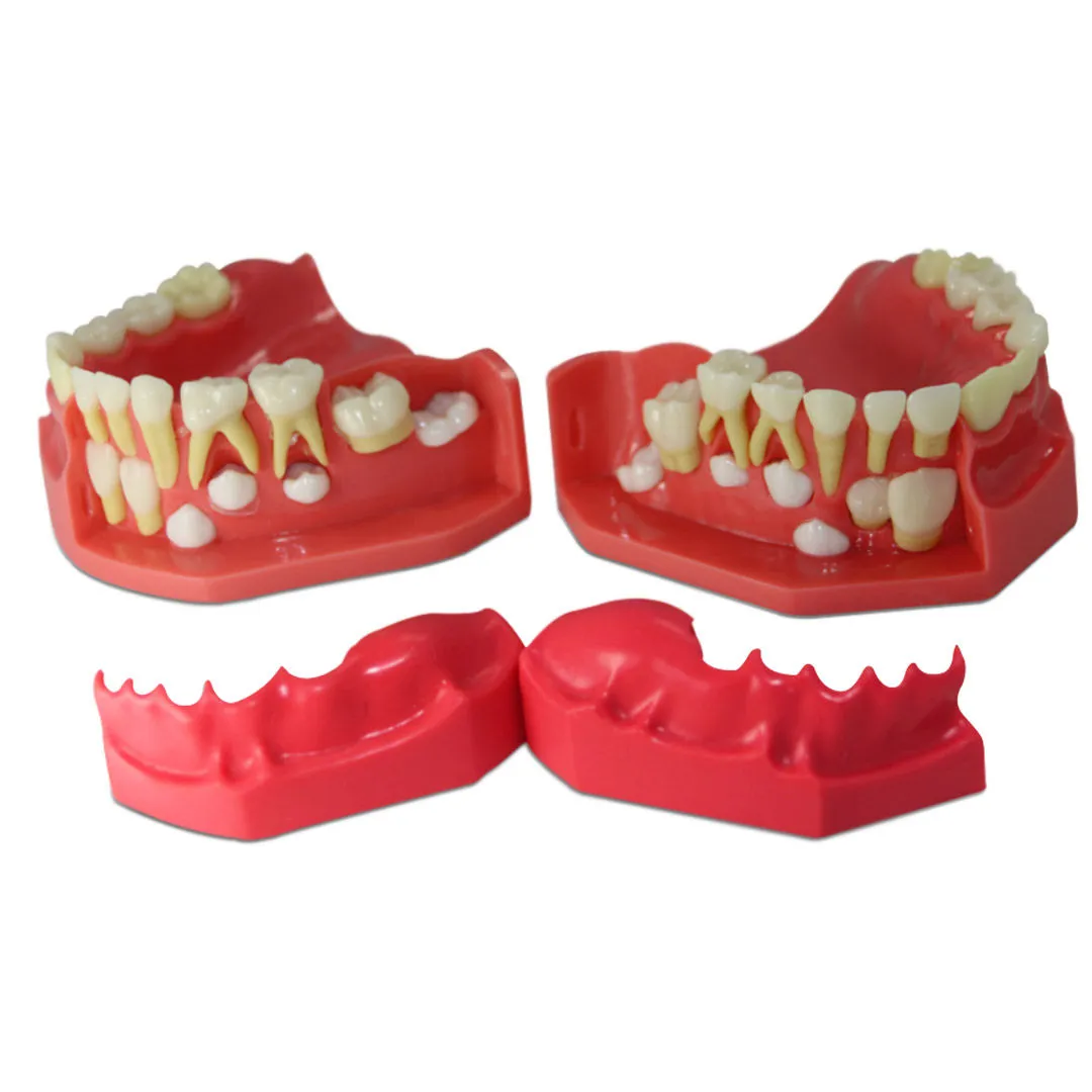 iDENTical Pediatric Development Model Age 3-6 M7011
