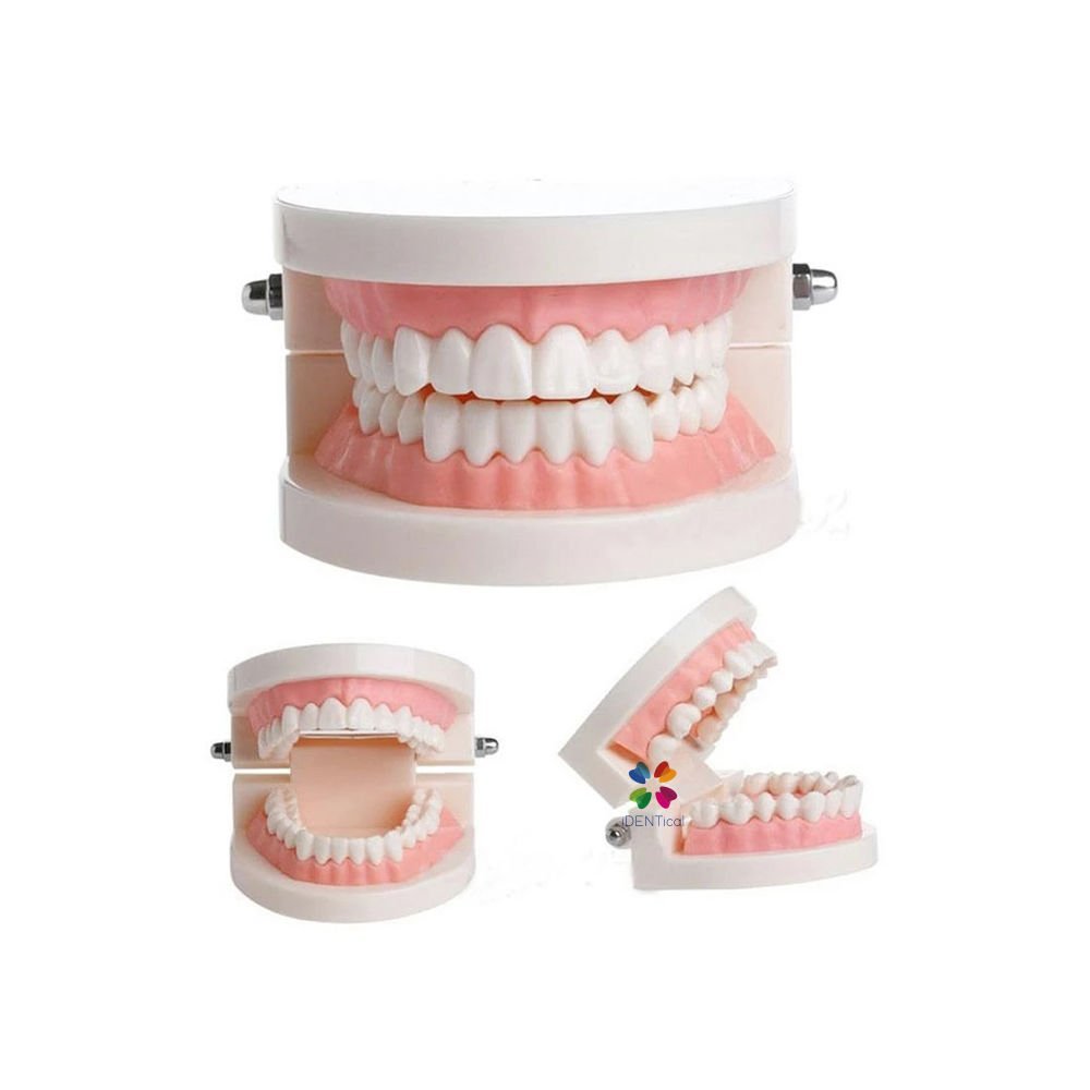 iDENTical Dental Model For Patient Education MD-105