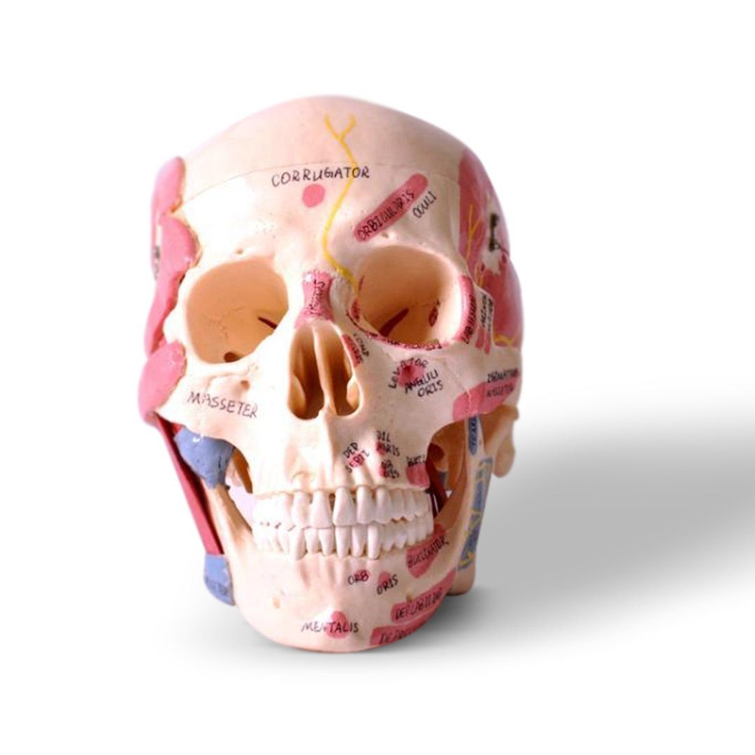 iDENTical Skull Model with Muscle Attachments M5009
