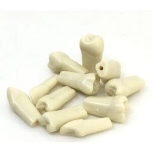 API Typodonts Individual - Adult Size