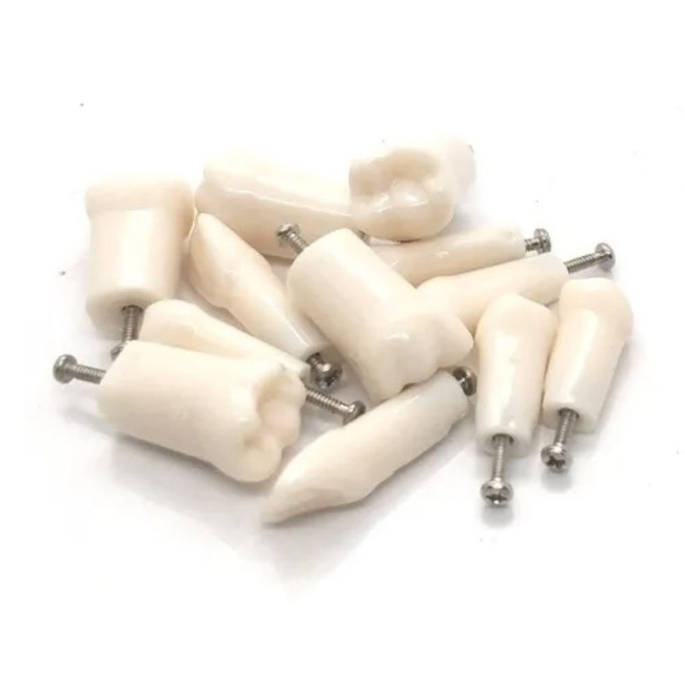 iDENTical Typodonts For Nissin Type Jaw Set -Individual M8024