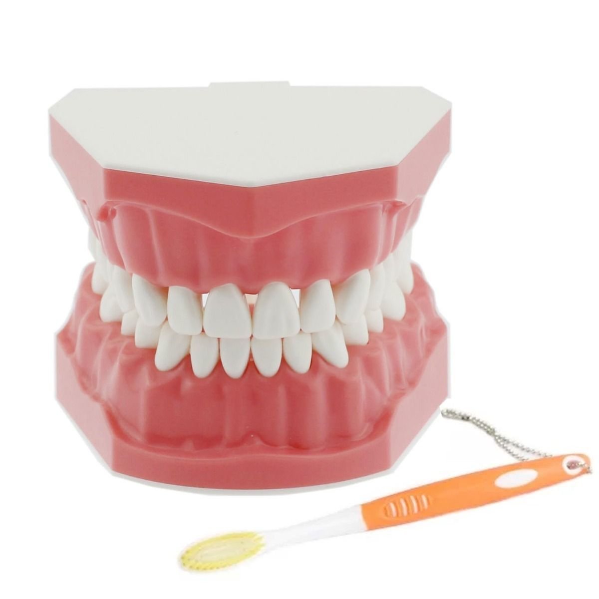 iDENTical Tooth Brushing Demonstration Model M7010